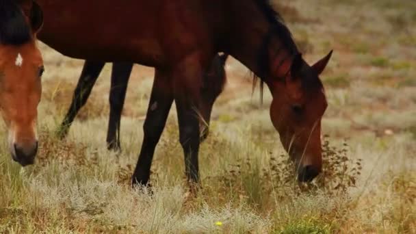 Κόκκινο χρώμα άλογα να βοσκήσουν χόρτο για το απογευματινό ήλιο ακτίνες — Αρχείο Βίντεο