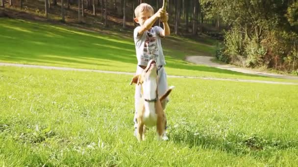 Chico rubio juega con su amigo perro beagle — Vídeo de stock