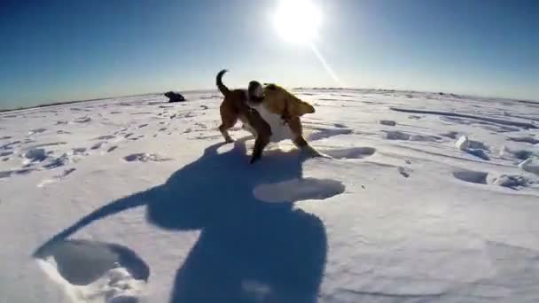 Bellen Beagle Hund auf dem Schnee-Feld — Stockvideo