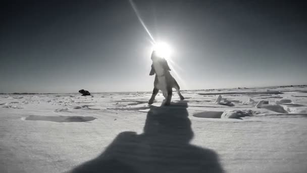 Ululato del cane da lepre sul campo di neve — Video Stock