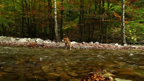 Beagle is hunting near mountain river in autumn period — Stock Video