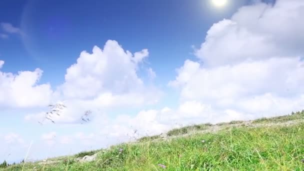 Le temps d'été idéal : jeune femme se promène avec son animal de compagnie beagle dans les montagnes — Video