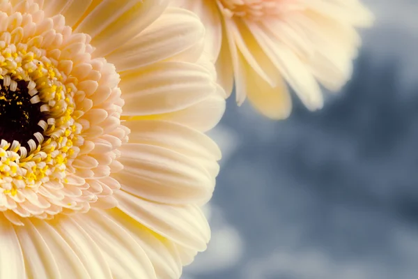 Kayısı renkli gerbera makro çekim