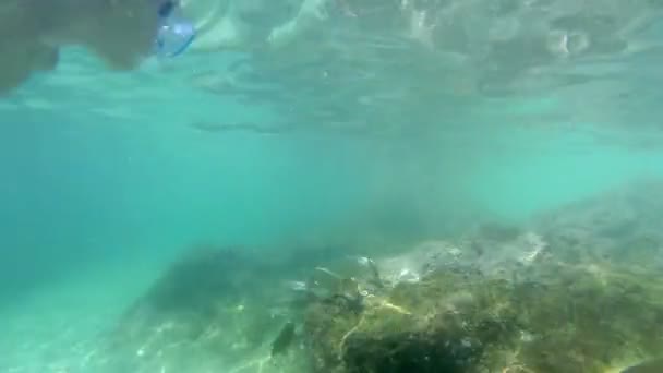 Mergulhadores em nadar debaixo de água — Vídeo de Stock