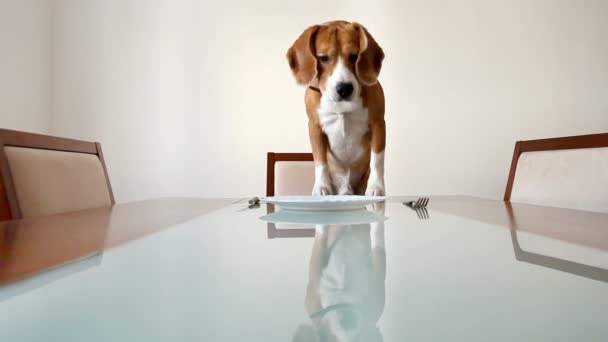 Cachorro esperando por um jantar — Vídeo de Stock