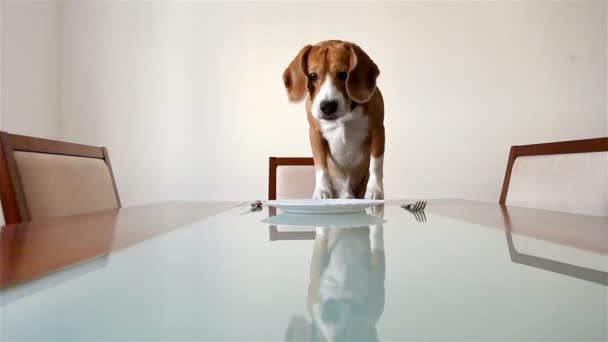 Cachorro esperando por um jantar — Vídeo de Stock