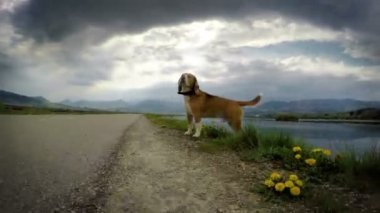 Beagle köpek etkisi seyahat Rüzgar kamera kokuyor