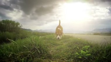 Bir yolda çalışan beagle