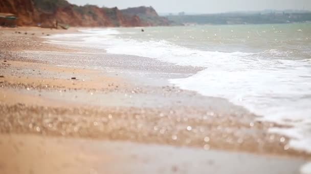 Αστεία beagle κουτάβι έρχονται στην παραλία για να δείτε τα κύματα — Αρχείο Βίντεο