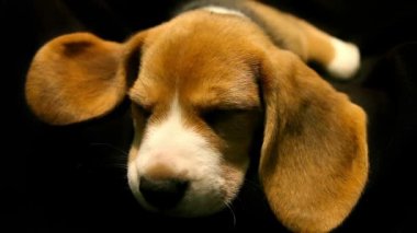 Siyah üzerine kafa uyku küçük beagle köpek yavrusu
