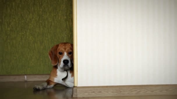 Lying beagle dog on the home laminate floor slider video shoot — Stock Video