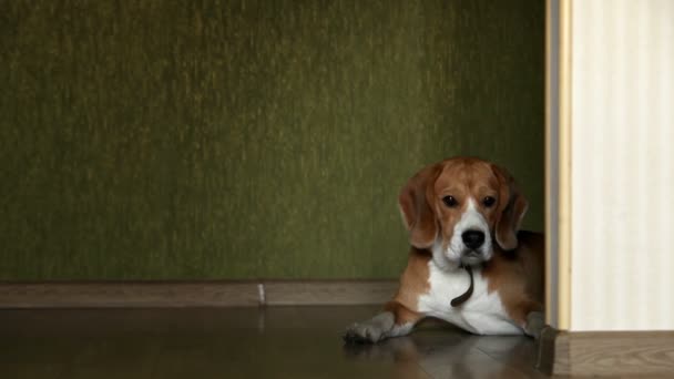 chien Beagle, couché sur le curseur de l'étage