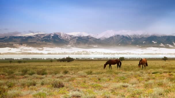 Horses graze grass — Stock Video