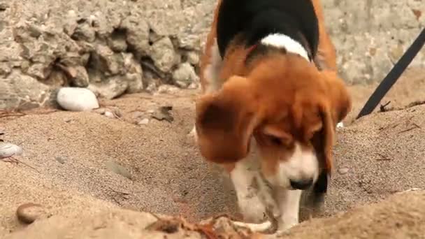 Beagle digger hond wil ijverig iets in zand graven — Stockvideo