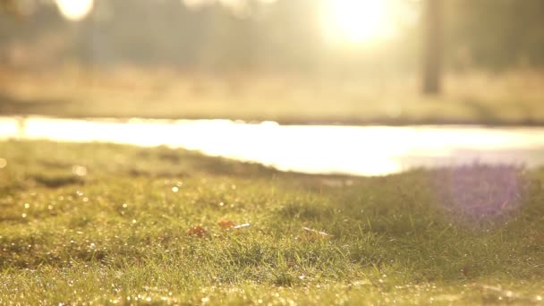 Drops on the grass after the rain — Stock Video