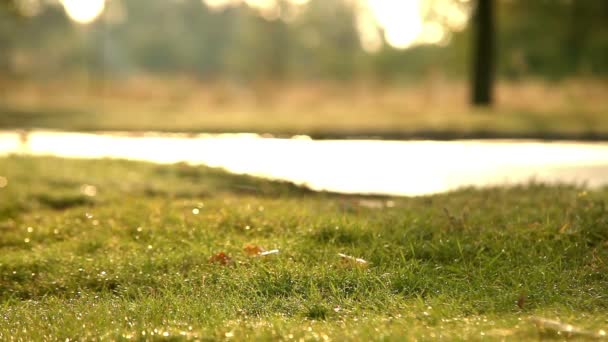 Mann läuft in Park — Stockvideo