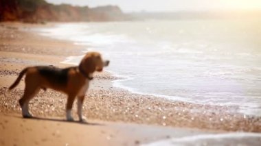 köpek yavrusu sahilde geliyor