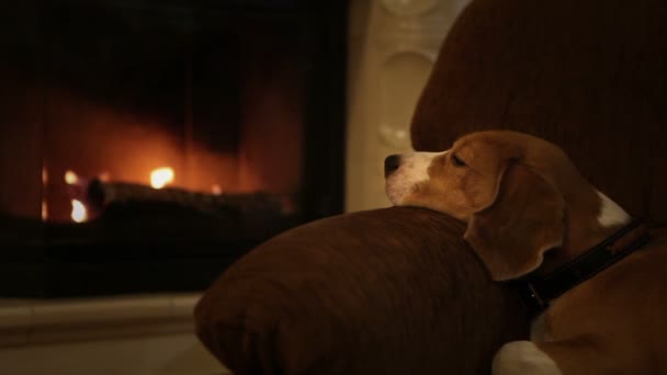 Hond in de leunstoel bij open haard — Stockvideo