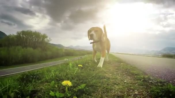 Beagle alergând la vânătoare — Videoclip de stoc