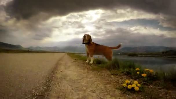 Perro beagle huele a viento — Vídeos de Stock