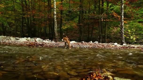 Beagle-Jagd nahe Fluss — Stockvideo