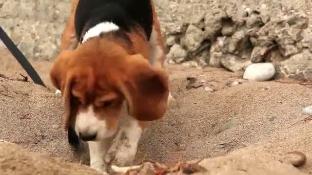 Dog wants to dig up something — Stock Video
