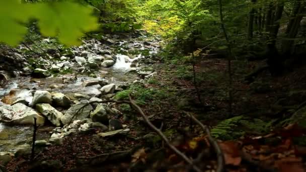 Mountain forest creek with slider moving footage — Stock Video