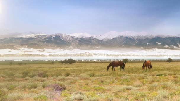 Horses graze grass — Stock Video