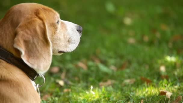 Beagle orr levegő szippantás körül forog — Stock videók