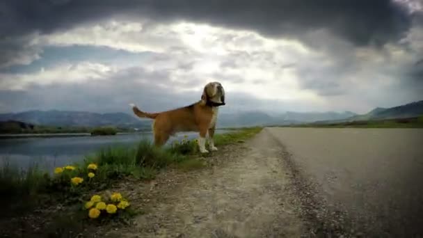 Beagle hund luktar vind — Stockvideo