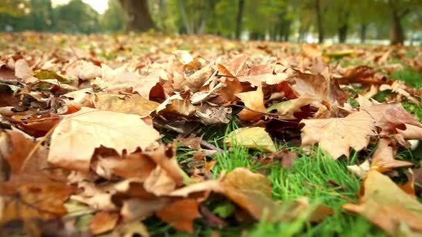 Kid walking through the leaves — Stock Video