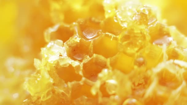 Miel liquide dans les nids d'abeille