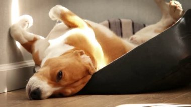 Yerde yatarken yorgun uyku beagle