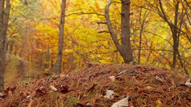 Nuori aktiivinen nainen reppu on kävellä syksyllä metsässä — kuvapankkivideo