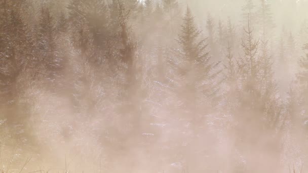 Nebbia di mattina scorre tra cime di pino, Zakopane, Polonia — Video Stock