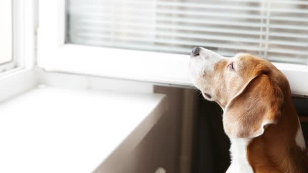 Jonge beagle hond is straat geuren en wil lopen — Stockvideo