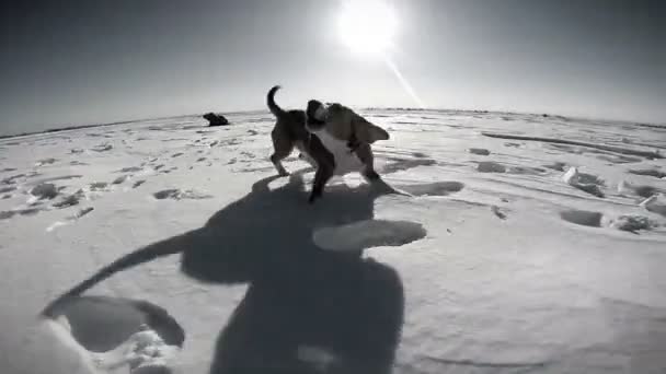 Лай собаки на поле снег — стоковое видео