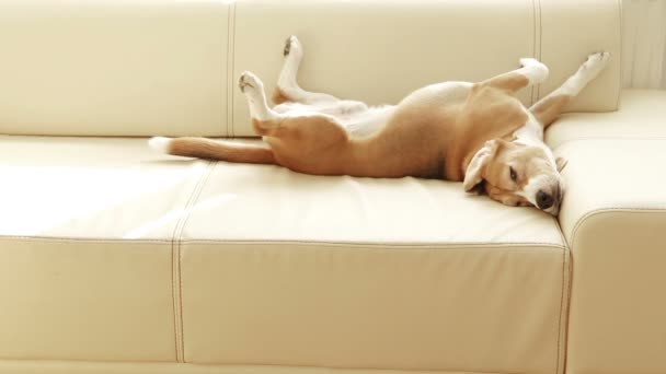 Sovande hund utkämpar svansen — Stockvideo