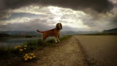 Rüzgar Beagle köpek kokuyor