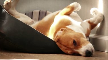 Yorgun uyku beagle