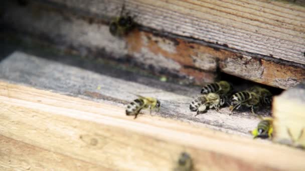 Las abejas vuelan de la colmena — Vídeo de stock