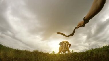 Kişi onun beagle köpek eğitim