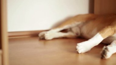 Tembel beagle köpek uyur