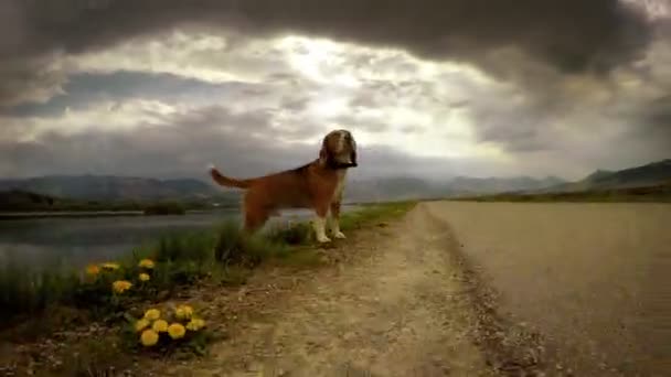 Beagle περπάτημα κοντά στο δρόμο — Αρχείο Βίντεο