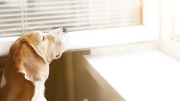 Beagle se extiende a la ventana abierta — Vídeos de Stock