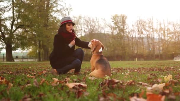 Mulher brincando com cachorro Beagle — Vídeo de Stock