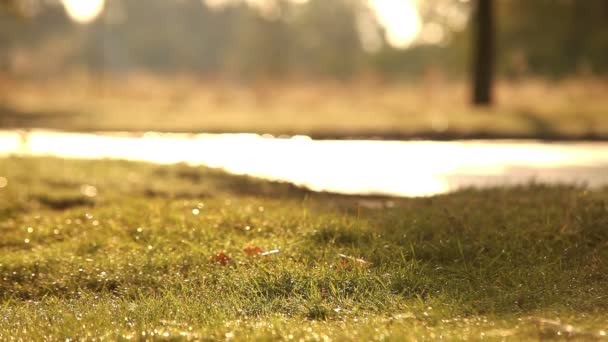 Lawn After Light Spring Rain — Stock Video