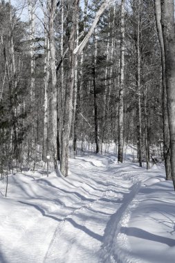 Bir kar aracı huş ağacı ve çam ağaçlarının olduğu bir ormanda esiyor.