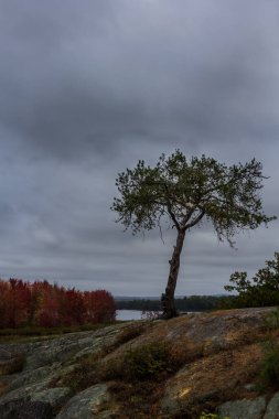 Arka planda parlak kırmızı ağaçlar olan bir taşın içinden bir ağacın büyüdüğü görülebilir.