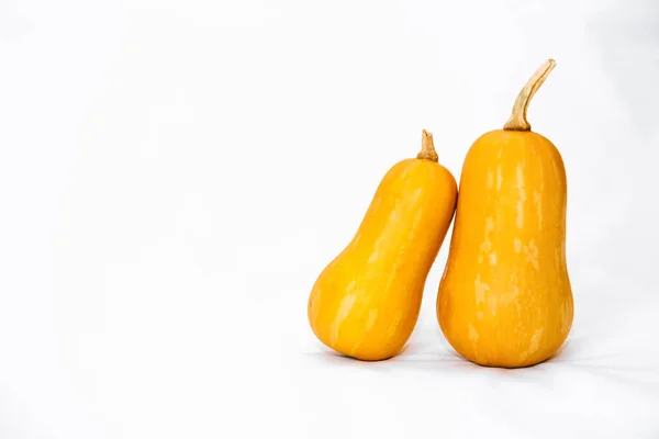 Yellow Pumpkins White Background Holiday Halloween — Stock Photo, Image